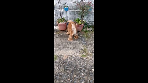 dog Animals pet cute entertainment film pet dogshow