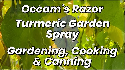 Turmeric Garden Spray - Occam’s Razor Gardening, Cooking & Canning