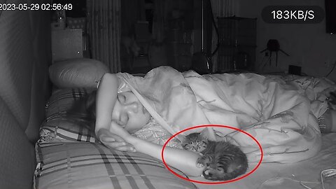 FUNNIEST Cats Caught on Camera 😲 Haven't seen better yet!