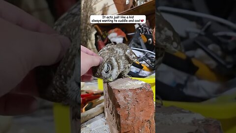 Совенок один раз залетел к парню в окно и вот что из этого получилось