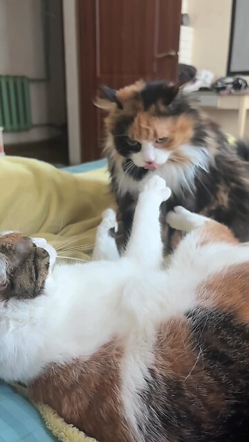 Slow motion clawless fight😂