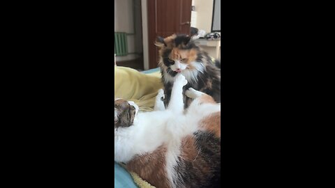 Slow motion clawless fight😂