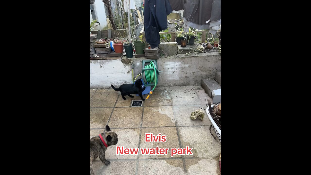 Pussy Elvis enjoys water