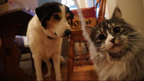 NAPTIME! With Kitten, and Cute Doggies!!