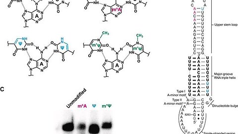 "Understanding the Complex Structure: Revealing the Scientific Illustration of an RNA Triple Helix"