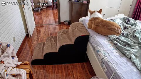 The puppy dragged its heavy bottom out of bed.