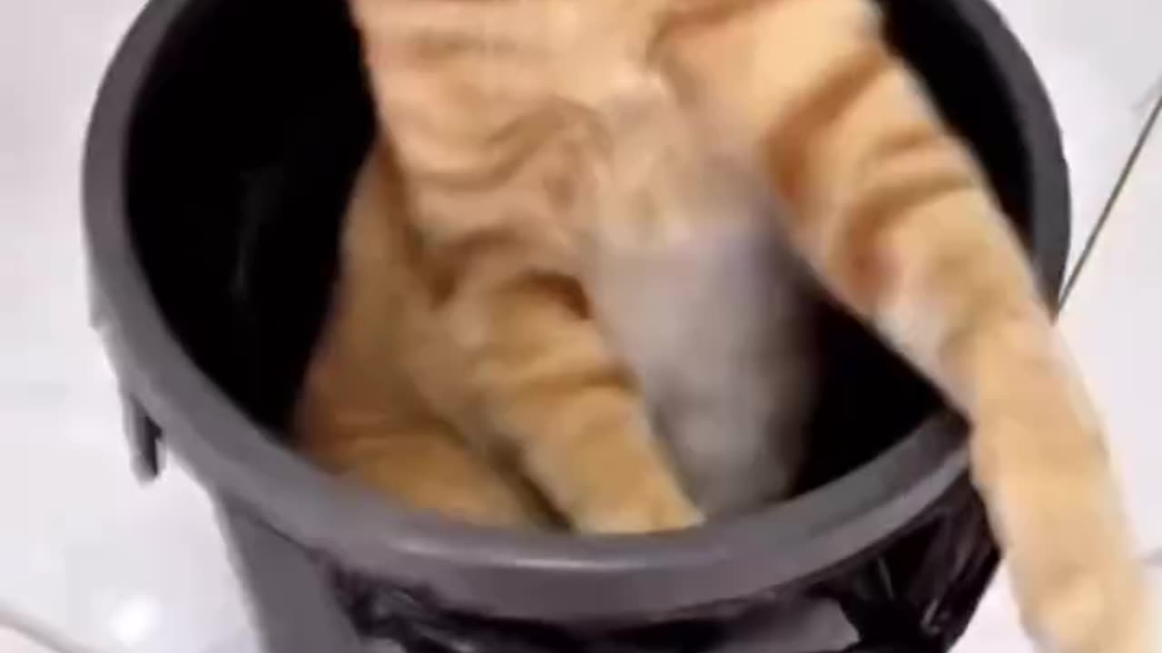 Funny Animal