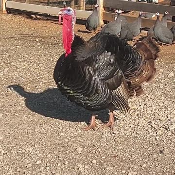 Allan is in Charge!!!