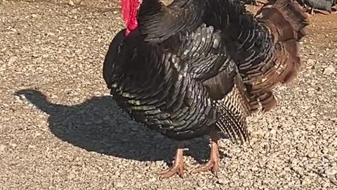 Allan is in Charge!!!