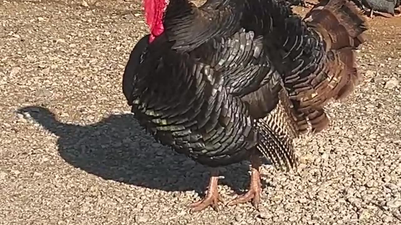 Allan is in Charge!!!