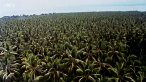 All Watched Over by Machines of Loving Grace S01E02 The Use and Abuse of Vegetational Concepts