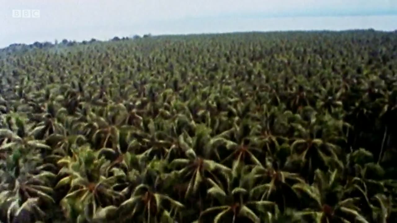 All Watched Over by Machines of Loving Grace S01E02 The Use and Abuse of Vegetational Concepts