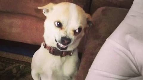 Try not to laugh challenge| Funniest animals compilation
