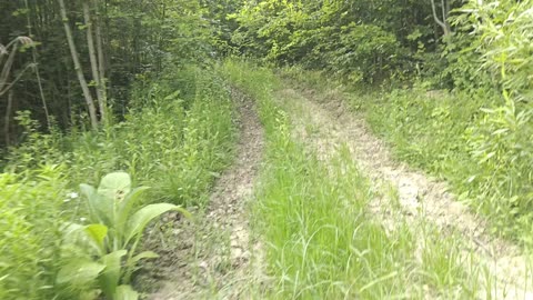 Forest Ambience 4K – Calming Nature Walk with Birds, Leaves, Footsteps & Wind Sounds