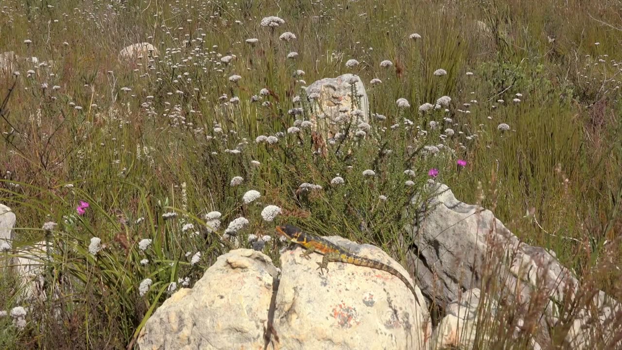 Africa's Hidden Kingdoms: Series 1_Kogelberg: Mountains of Diversity