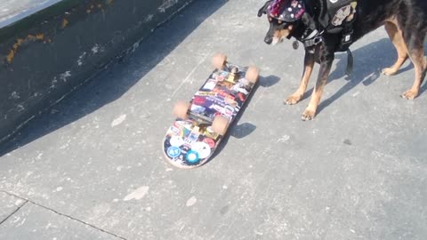 Radical Brazilian Skater Dog