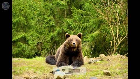 The bear begged the girl for help. When she learned the reason, she was speechless.