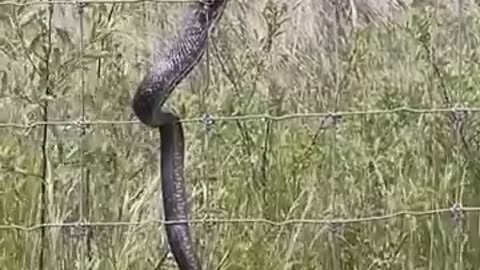 Snake gets a taste of electric #snake #electric #shock #shorts #shorts2023 #crazy #lol