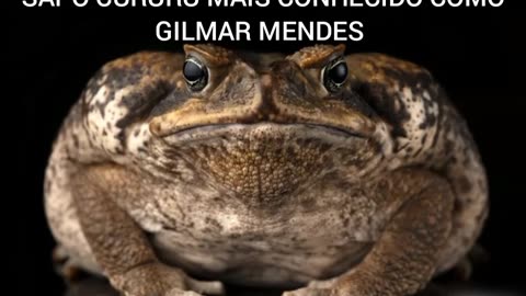 SAPO CURURU MAIS CONHECIDO COMO GILMAR MENDES 🤪
