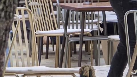 Atentat në Shkodër/ Një i vrare e 2 te plagosur deri tani