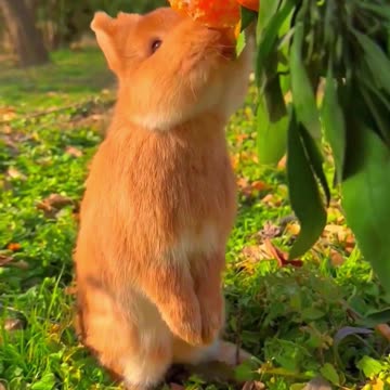 Sweet Citrus Snack 🐰🍊 | Sounds of Nature