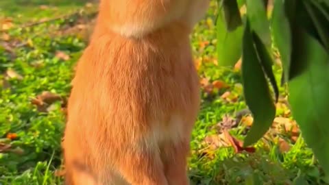 Sweet Citrus Snack 🐰🍊 | Sounds of Nature