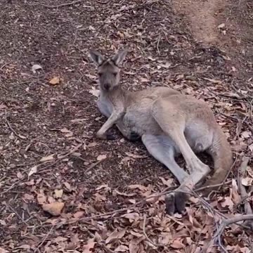 Kangaroo diaries only in Australia 🇦🇺