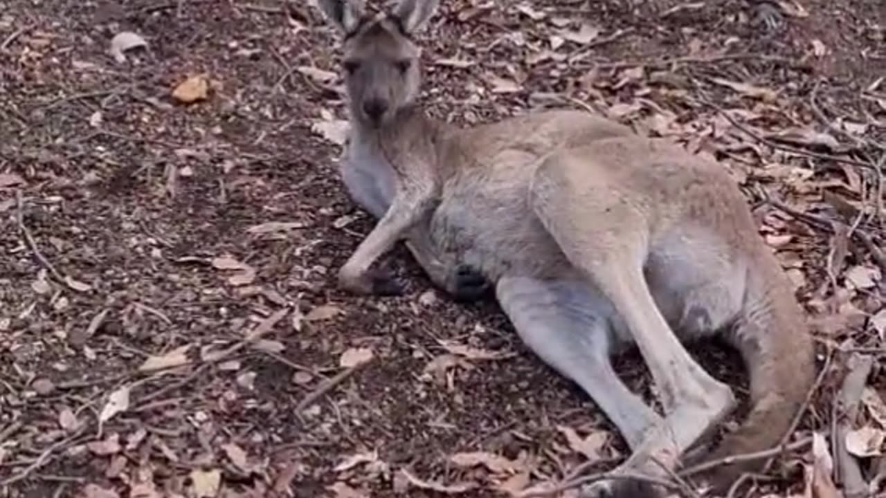 Kangaroo diaries only in Australia 🇦🇺