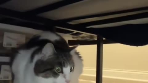 🤣🐱 Cat Hero To The Rescue! My Cat People Need Me | FunFM