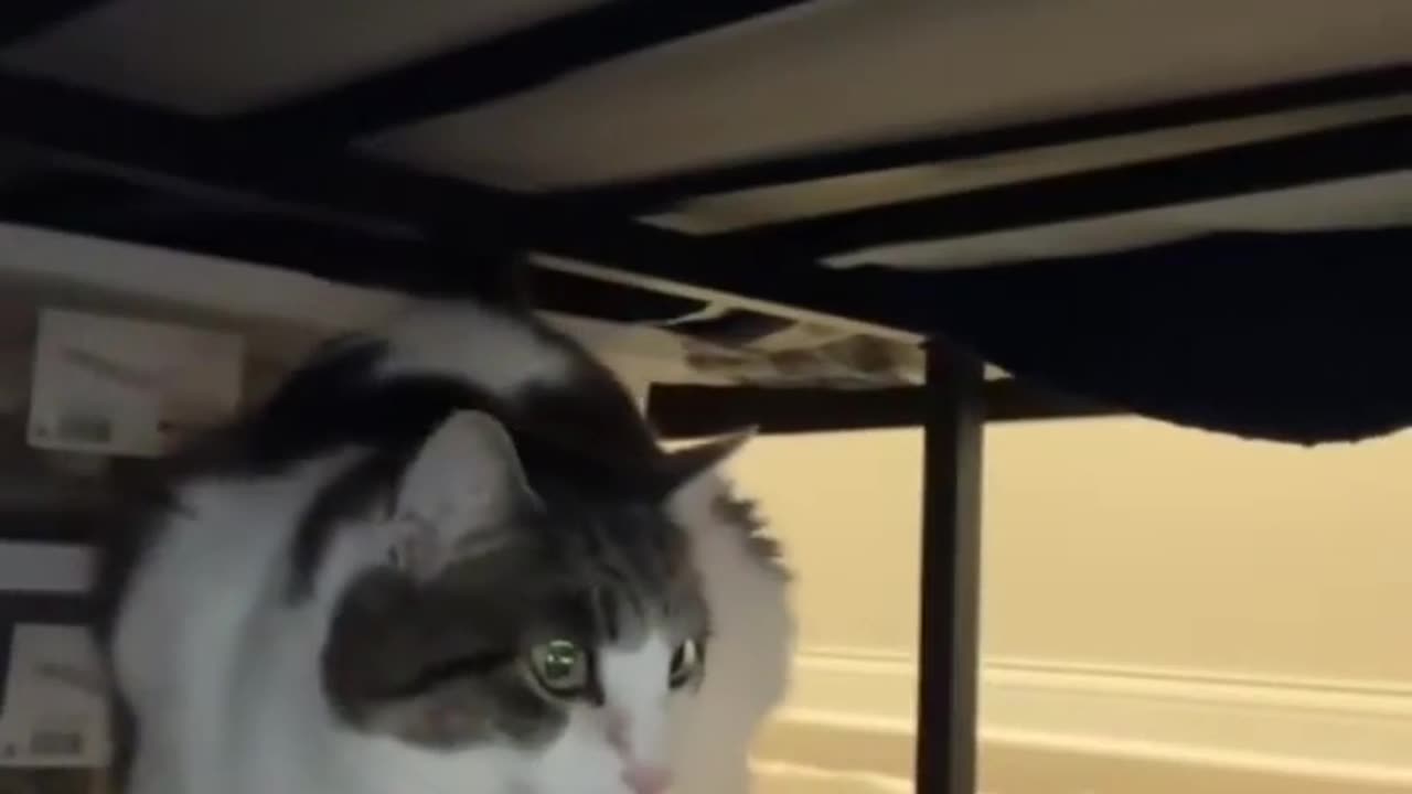 🤣🐱 Cat Hero To The Rescue! My Cat People Need Me | FunFM