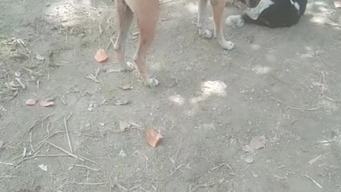 See Dog Love