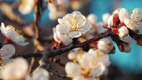 Serene Music for Heart & Vascular Repair