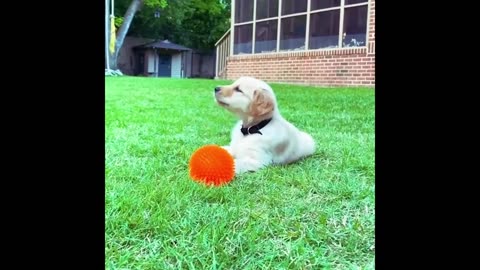 Cute Baby Dogs!