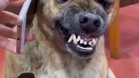 Dog funny video🤣🤣