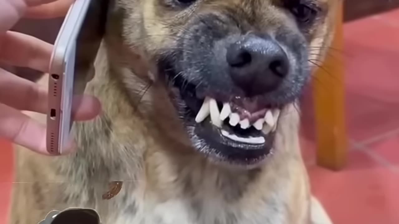 Dog funny video🤣🤣