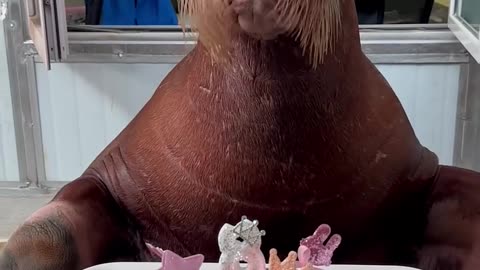 🎉🦭 Happy Birthday, Walrus! Zookeepers Celebrate with Joy! 🎂🎈