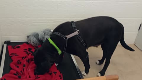 Nelly 5y A869565 from harrys haven kennel 207 PACC shelter, beautiful gal's @TRN thurs-sun2025921693