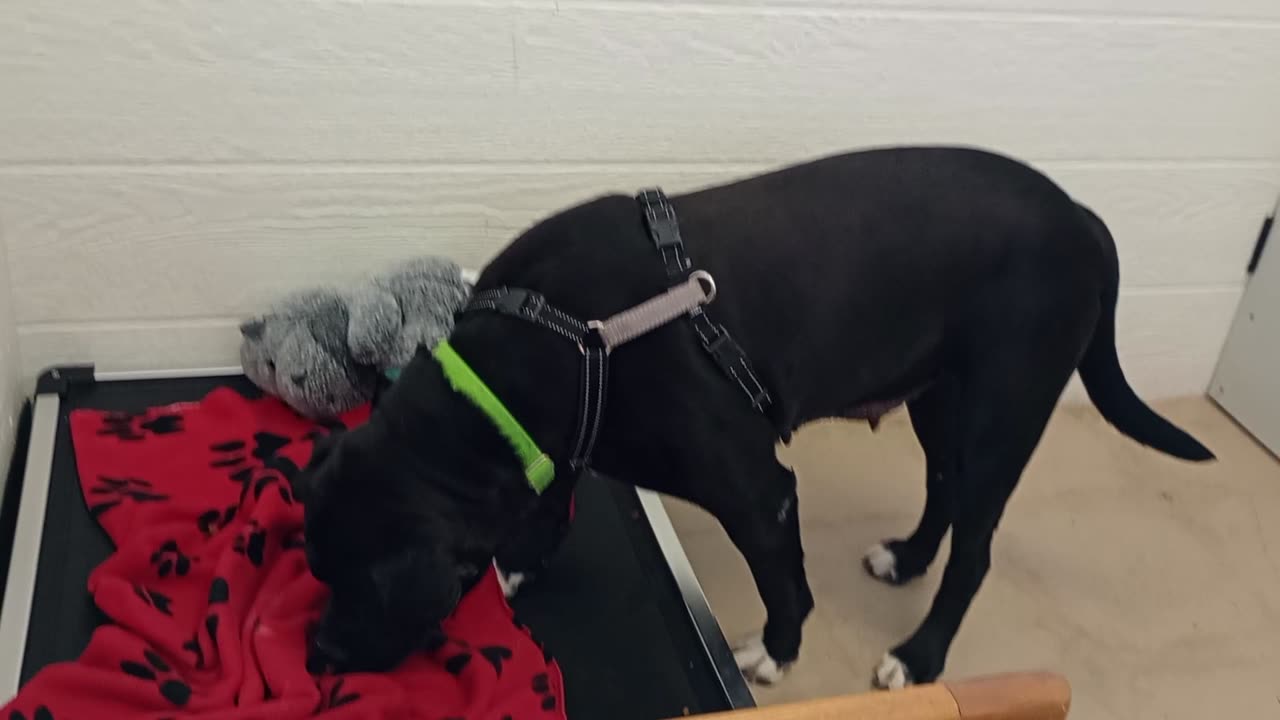 Nelly 5y A869565 from harrys haven kennel 207 PACC shelter, beautiful gal's @TRN thurs-sun2025921693