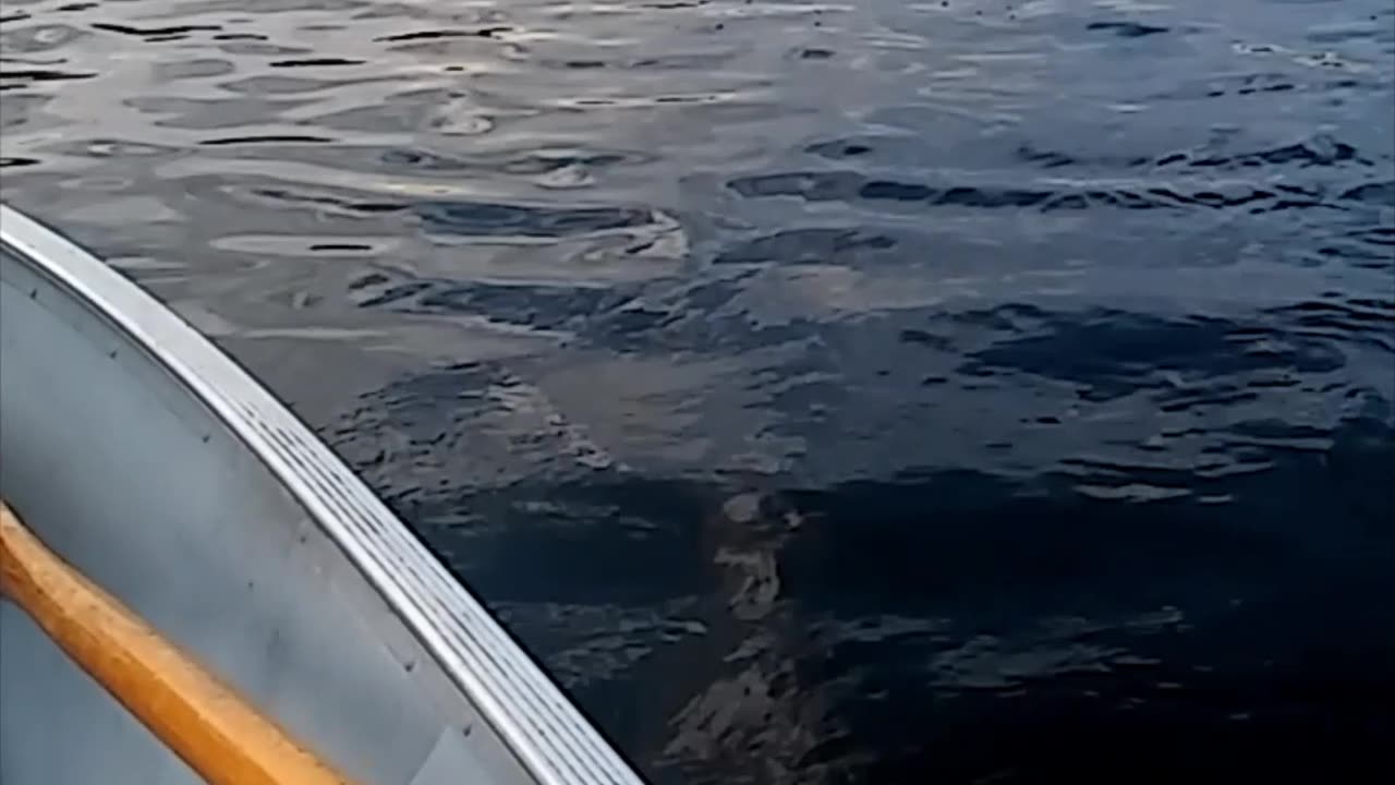 They do give you good luck