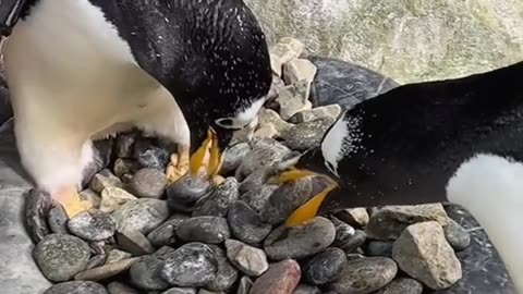 CUTE PENGUIN