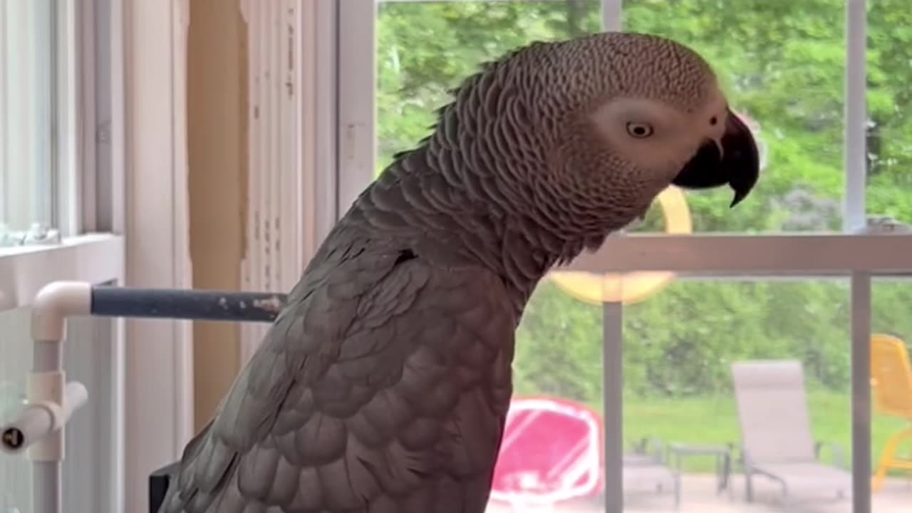 Parrot Goes “Pew Pew Pew… Oww! A Hole!” 😂 Movie Star Bird
