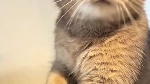Kity🐱🐱🐱❤️