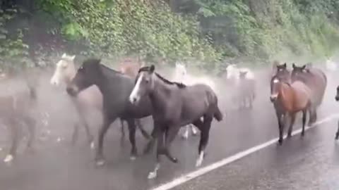 Spring migration of horses