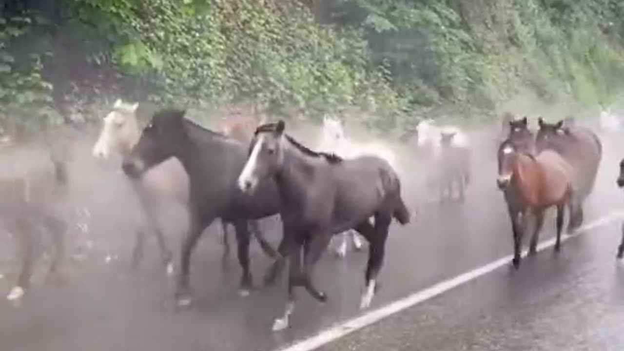Spring migration of horses