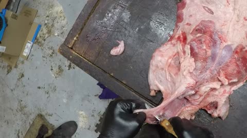 How To - Removing Beaver Castor and Oil Sac