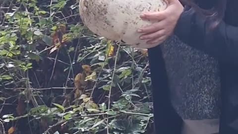 Pumpkin on the Side of the Road