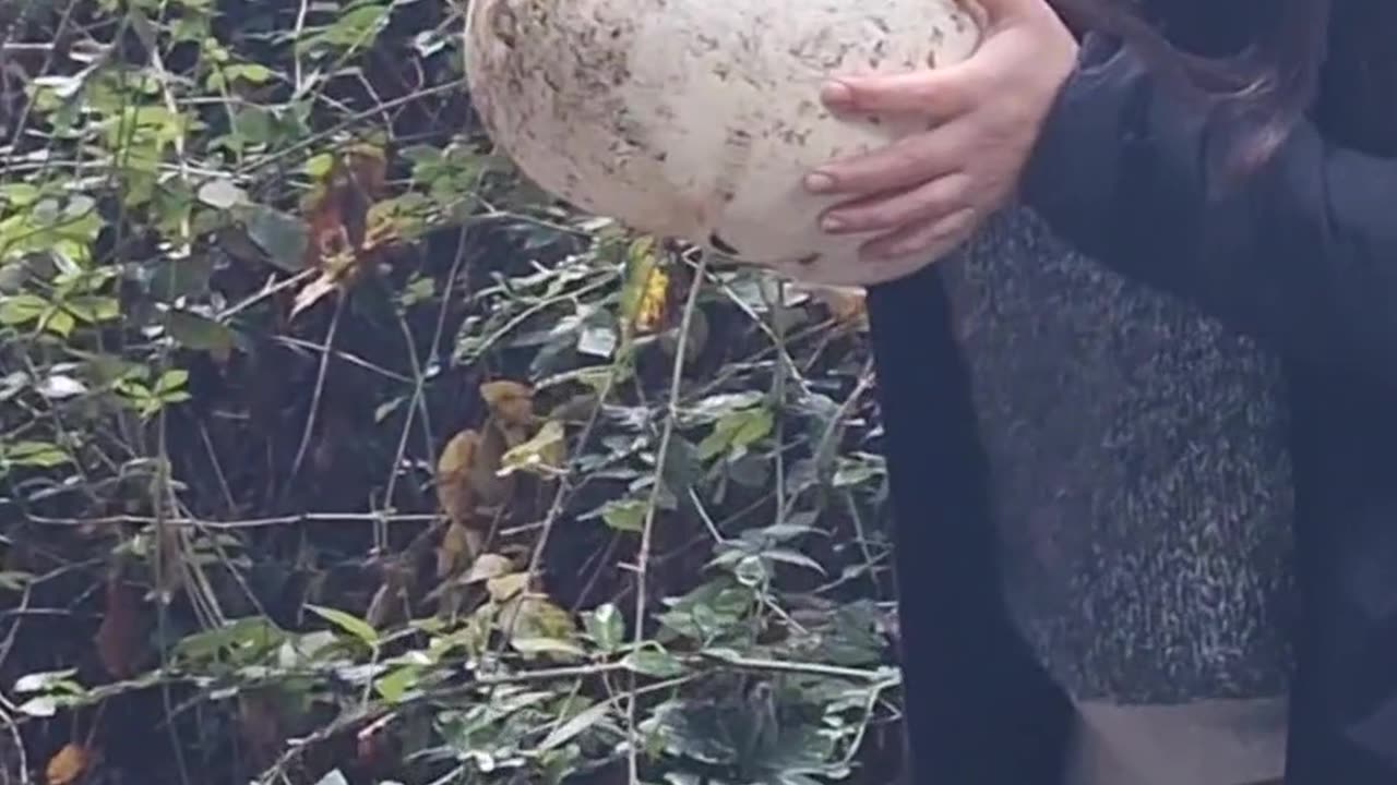 Pumpkin on the Side of the Road