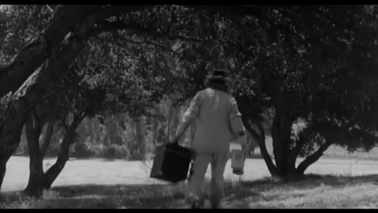 "The Wasp Woman"