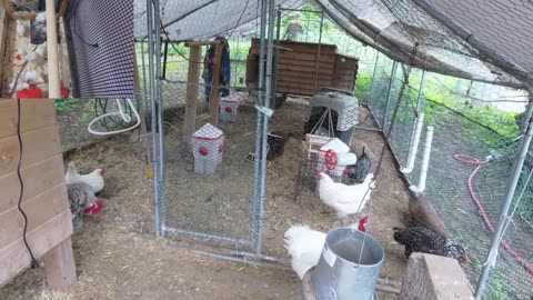 Chicken Live Stream