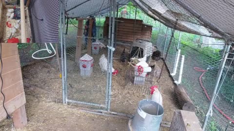 Chicken Live Stream